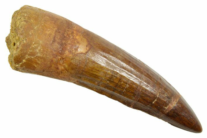 Fossil Spinosaurus Tooth - Real Dinosaur Tooth #363493